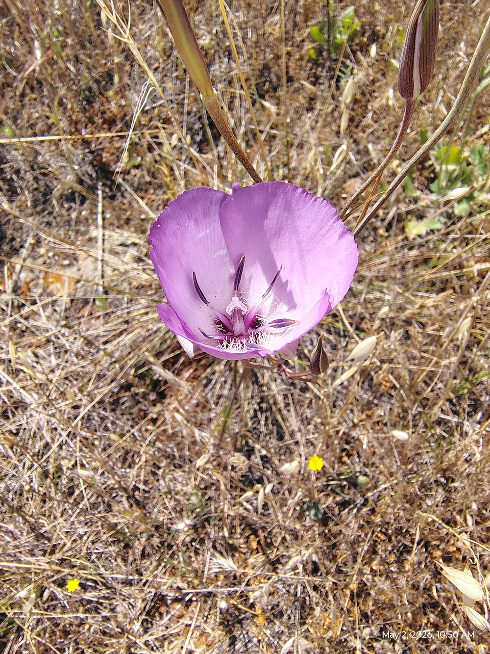 Pink Wildflower Photo Print